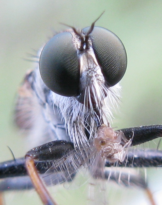 Asilidae con Psocoptera